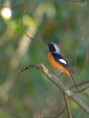 2016-bird-0902
