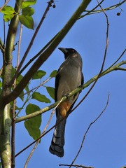 2016-bird-0711