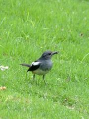 2017-bird-0506