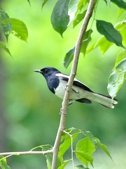 2017-bird-0504