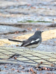 2017-bird-0501