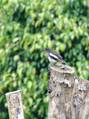 2017-bird-0503