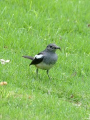 2017-bird-0507