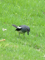 2017-bird-0508