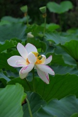2017-荷花-0102