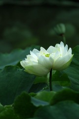 2017-荷花-0116