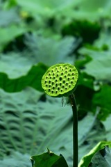 2017-荷花-0228