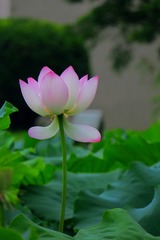 2017-荷花-0304
