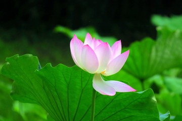2017-荷花-0301