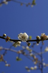 梅花-1020.jpg