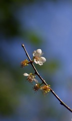 梅花-1001.jpg