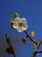 梅花-1008.jpg