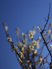 梅花-1009.jpg