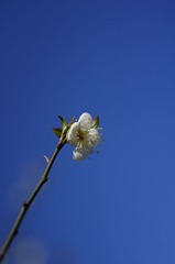 梅花-1010.jpg