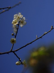 梅花-1012.jpg