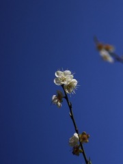 梅花-1014.jpg