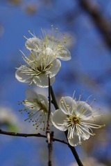 梅花-1016.jpg