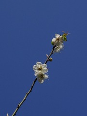 梅花-1027.jpg
