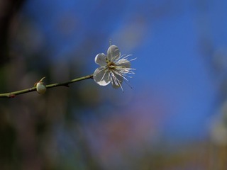 梅花-1060.jpg