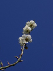 梅花-1042.jpg