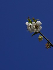 梅花-1046.jpg