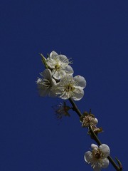 梅花-1047.jpg