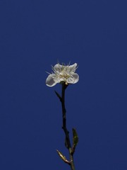 梅花-1050.jpg