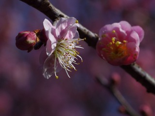 梅花-1120.jpg