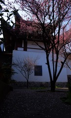 梅花-1102.jpg