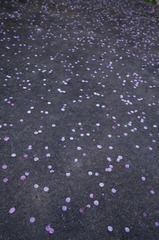 梅花-1103.jpg