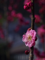 梅花-1107.jpg