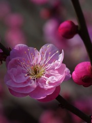 梅花-1109.jpg