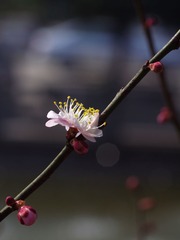 梅花-1110.jpg