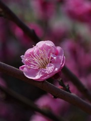 梅花-1112.jpg