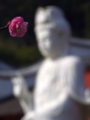 梅花-1114.jpg