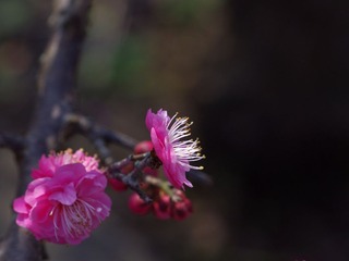 梅花-1115.jpg