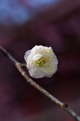 梅花-1118.jpg