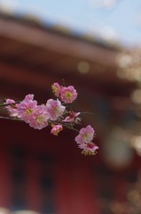 梅花-1119.jpg