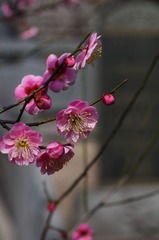 梅花-1140.jpg