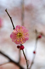 梅花-1121.jpg