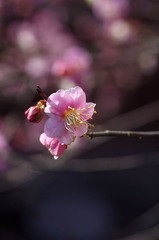 梅花-1123.jpg