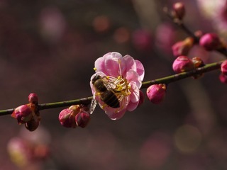 梅花-1124.jpg