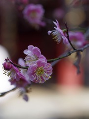 梅花-1129.jpg