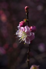 梅花-1130.jpg