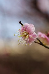 梅花-1131.jpg