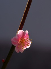 梅花-1132.jpg