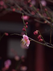 梅花-1133.jpg