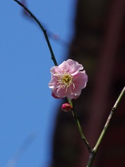梅花-1135.jpg