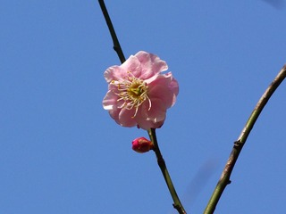 梅花-1136.jpg