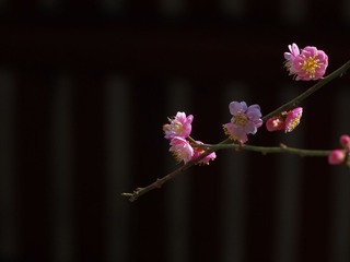 梅花-1137.jpg